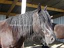 Kerella